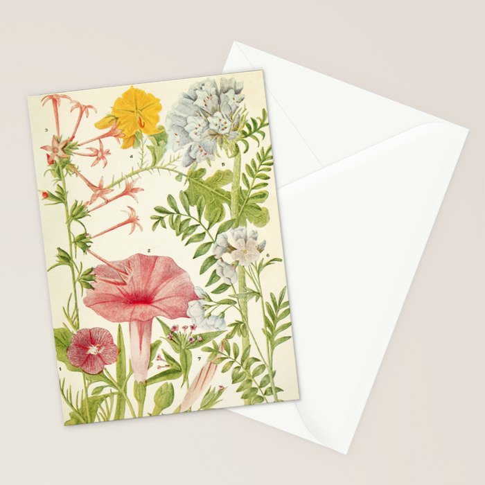 Wildflowers from "Rocky Mountain Flowers" (1914) by Edith Clements (benefitting The Nature Conservancy) Stationery Card Gallery Image 2