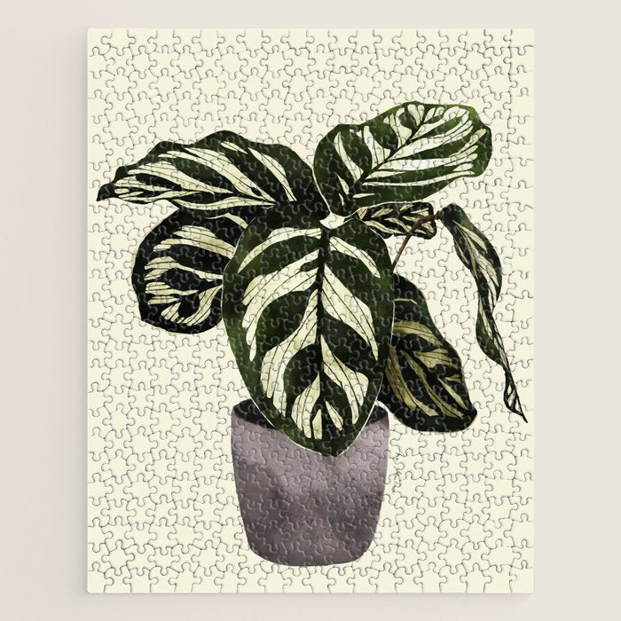 calathea botanical interior plant Jigsaw Puzzle Gallery Image 1