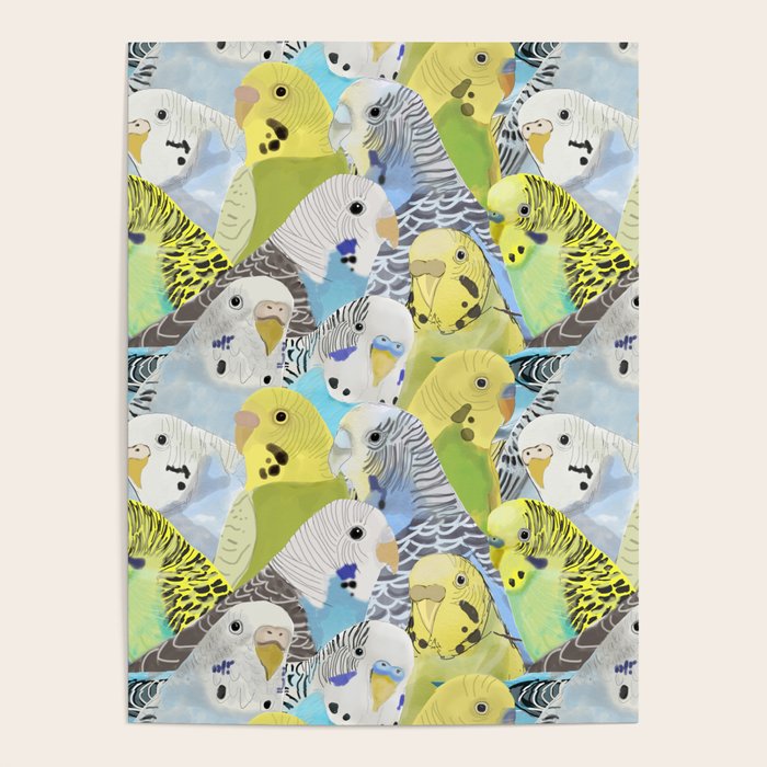 Budgie Parakeets Poster Gallery Image 4