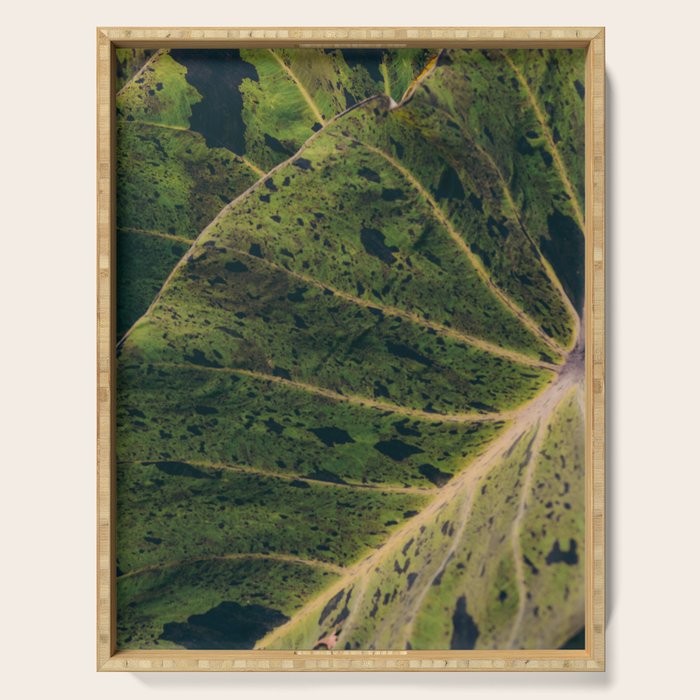 Elephant Ear Photo Study Serving Tray Gallery Image 1
