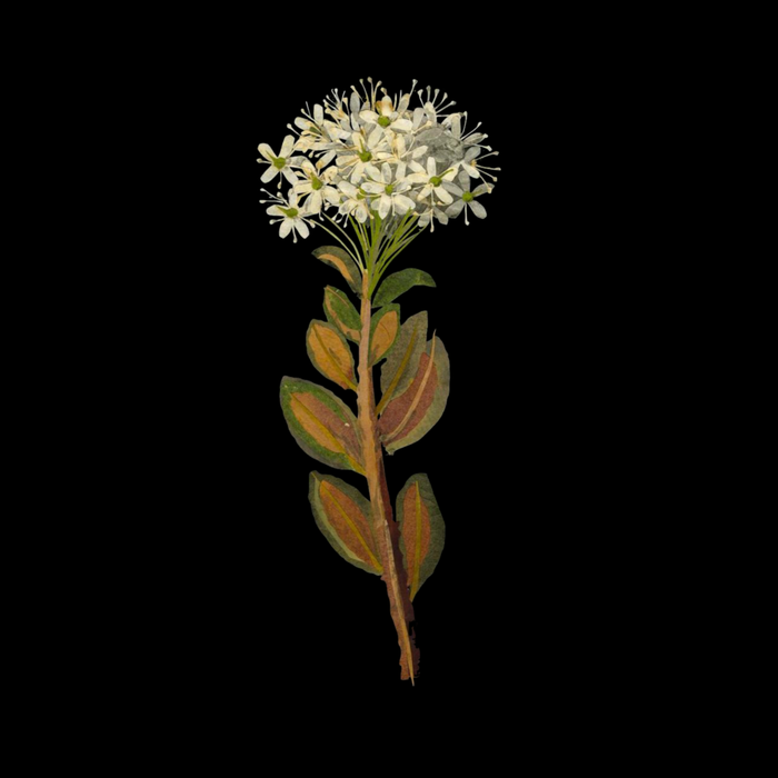 Ledum Latifolium by Mary Delany Paper Collage Floral Flower Botanical Paper Mosaic Vintage Scientific Plant Anatomy  Coffee Mug Gallery Image 2
