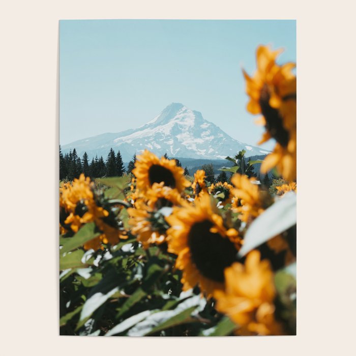 Mt. Hood Sunflower Field Poster Gallery Image 4