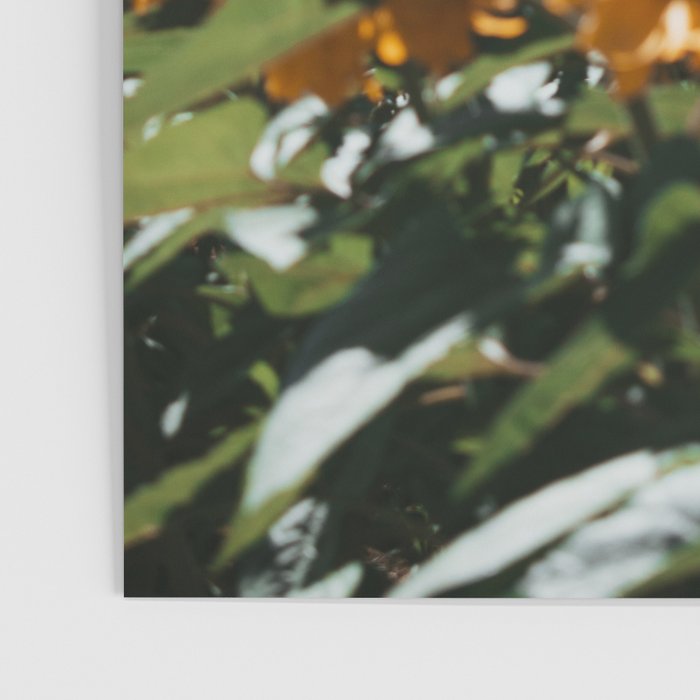 Mt. Hood Sunflower Field Poster Gallery Image 3