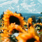 Mt. Hood Sunflower Field Coffee Mug Gallery Image 2