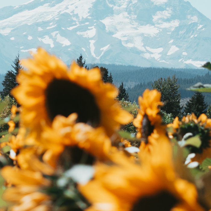 Mt. Hood Sunflower Field Coffee Mug Gallery Image 2