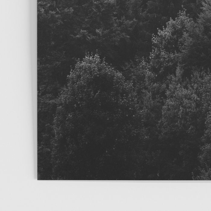 Forest, Black and White Poster Gallery Image 3
