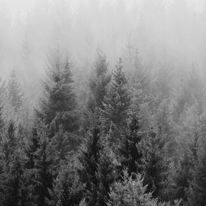 Forest, Black and White Coffee Mug Gallery Image 2