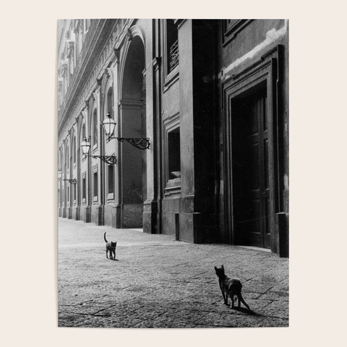 Two French Cats, Paris Left Bank black and white cityscape photograph / photography Poster Gallery Image 1