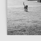 Two French Cats, Paris Left Bank black and white cityscape photograph / photography Poster Gallery Image 3