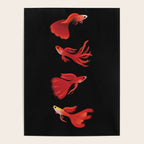 Red guppy Poster Gallery Image 4
