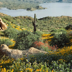 Arizona Blooms Coffee Mug Gallery Image 2