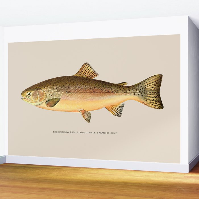 The Rainbow Trout Wall Mural Gallery Image 2