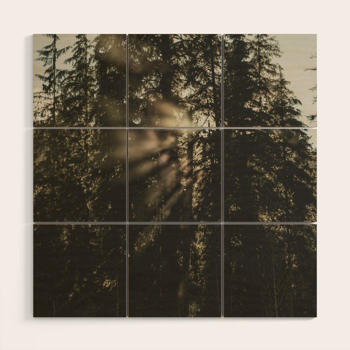Sunset in the Woods - Nature Photography Wood Wall Art Gallery Image 1
