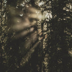 Sunset in the Woods - Nature Photography Coffee Mug Gallery Image 2