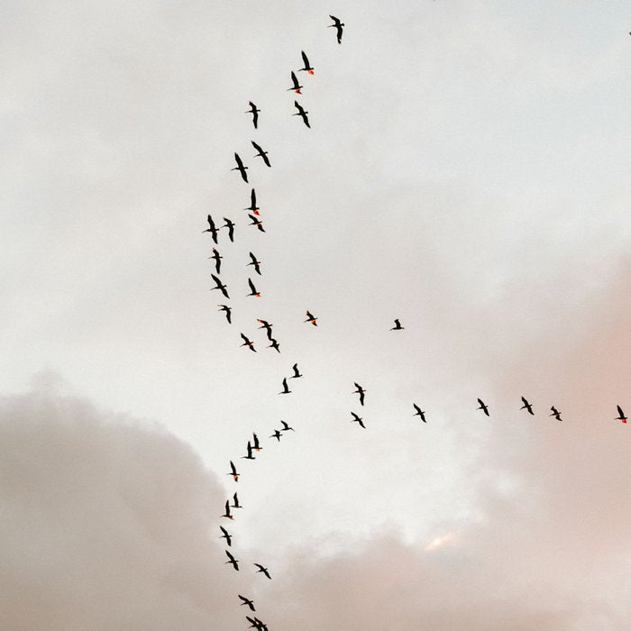 Birds of Paradise | Nosara Costa Rica Sunset Fine art photography print | Travel vibes Coffee Mug Gallery Image 2