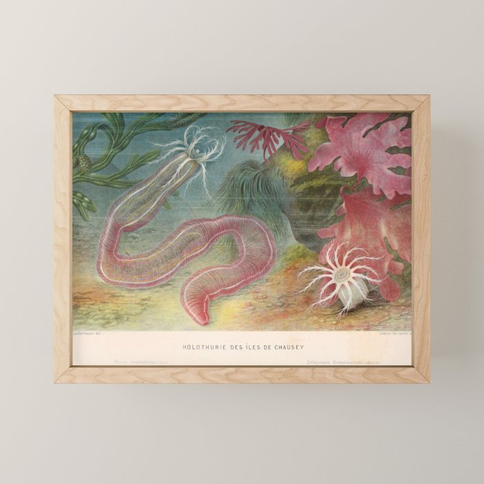 Sea cucumber from "Le Monde de la Mer," 1866 (benefitting The Nature Conservancy) Mini Art Print Gallery Image 1