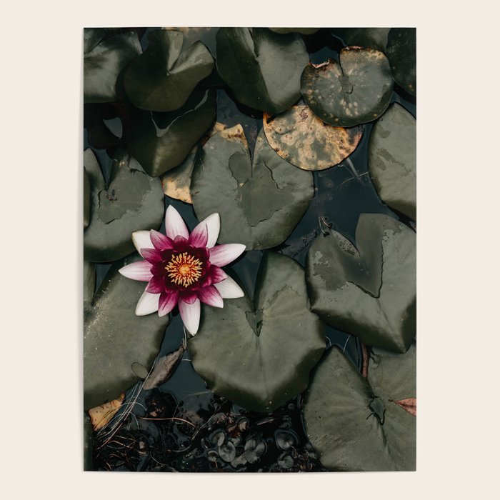 Lily Pond Poster Gallery Image 4