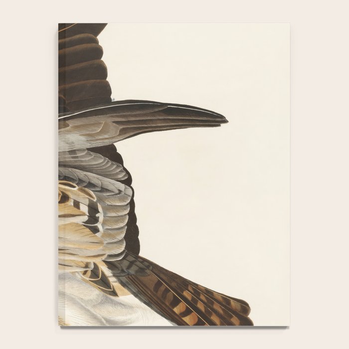 Fish Hawk, or Osprey from Birds of America (1827) by John James Audubon Notebook Gallery Image 4