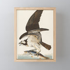 Fish Hawk, or Osprey from Birds of America (1827) by John James Audubon Mini Art Print Gallery Image 1