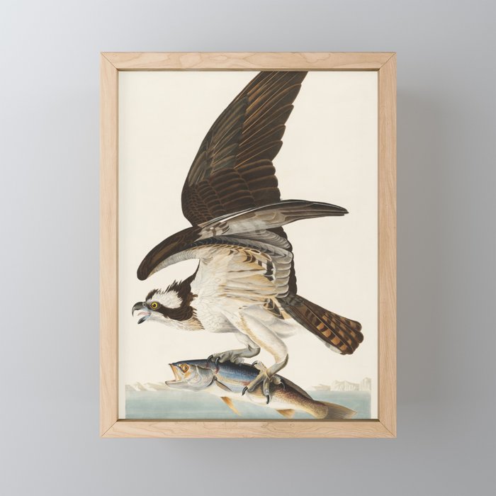 Fish Hawk, or Osprey from Birds of America (1827) by John James Audubon Mini Art Print Gallery Image 1