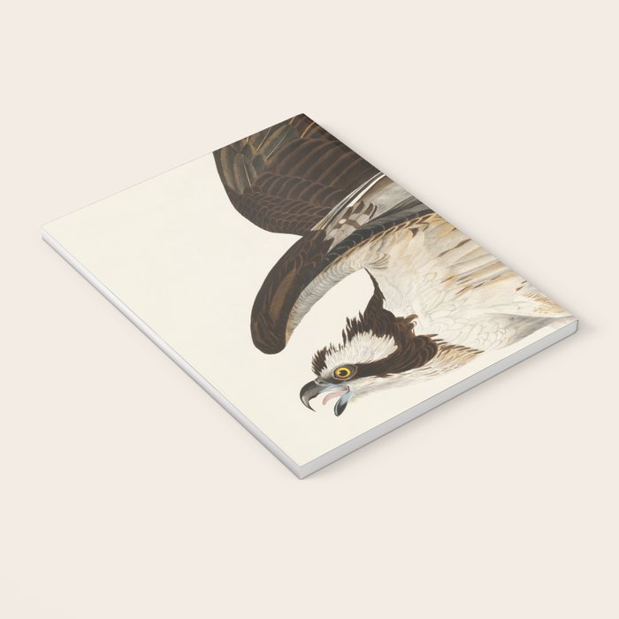 Fish Hawk, or Osprey from Birds of America (1827) by John James Audubon Notebook Gallery Image 3