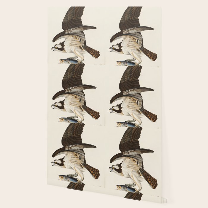 Fish Hawk, or Osprey from Birds of America (1827) by John James Audubon Wallpaper Gallery Image 2