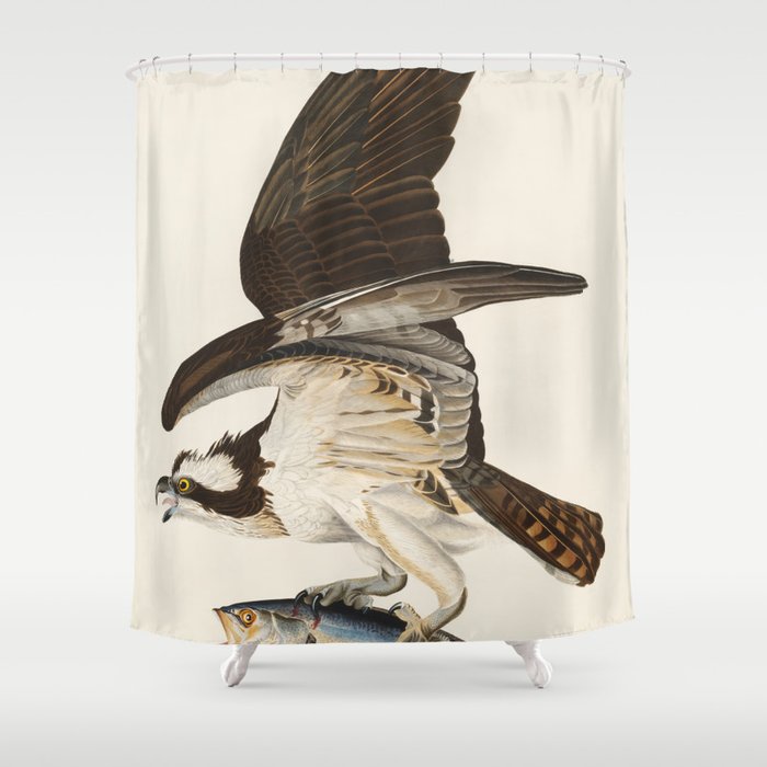 Fish Hawk, or Osprey from Birds of America (1827) by John James Audubon Shower Curtain Gallery Image 1