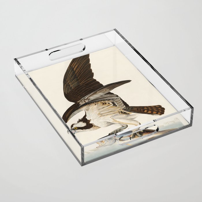 Fish Hawk, or Osprey from Birds of America (1827) by John James Audubon Acrylic Tray Gallery Image 1