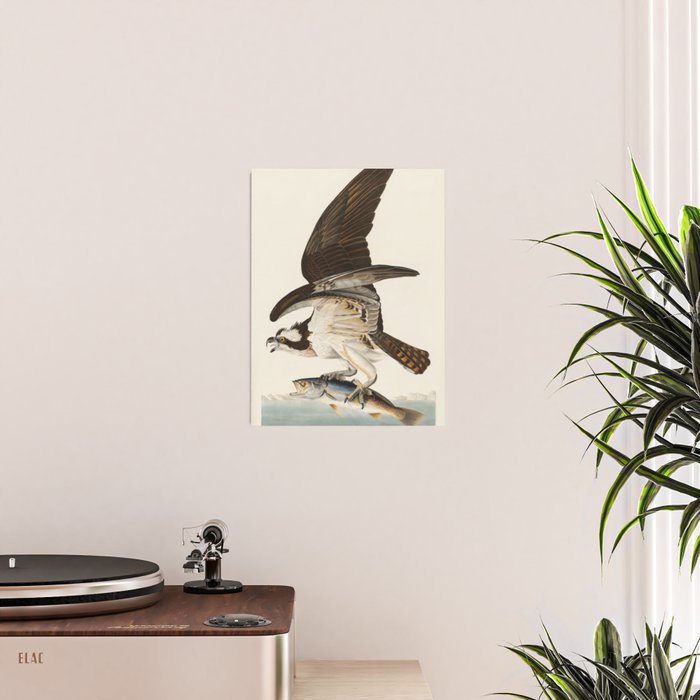 Fish Hawk, or Osprey from Birds of America (1827) by John James Audubon Poster Gallery Image 2