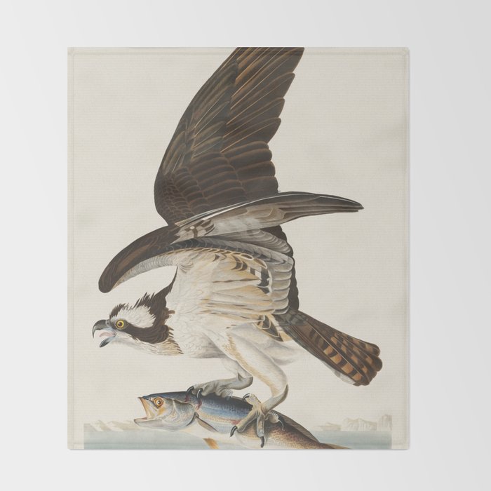 Fish Hawk, or Osprey from Birds of America (1827) by John James Audubon Throw Blanket Gallery Image 2