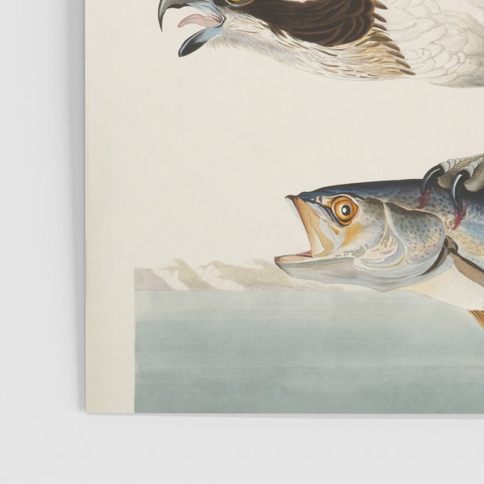 Fish Hawk, or Osprey from Birds of America (1827) by John James Audubon Poster Gallery Image 3