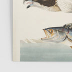 Fish Hawk, or Osprey from Birds of America (1827) by John James Audubon Poster Gallery Image 3
