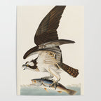 Fish Hawk, or Osprey from Birds of America (1827) by John James Audubon Poster Gallery Image 4