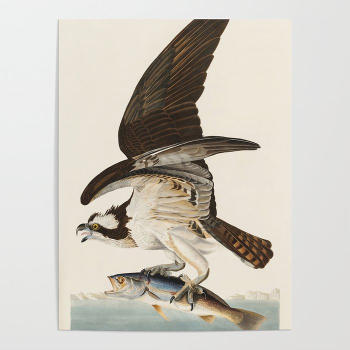 Fish Hawk, or Osprey from Birds of America (1827) by John James Audubon Poster Gallery Image 4