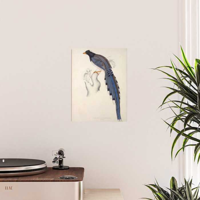 Red-billed magpie by Elizabeth Gould from "A Century of Birds from the Himalaya Mountains," 1831 Poster Gallery Image 2