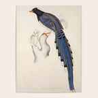 Red-billed magpie by Elizabeth Gould from "A Century of Birds from the Himalaya Mountains," 1831 Poster Gallery Image 4