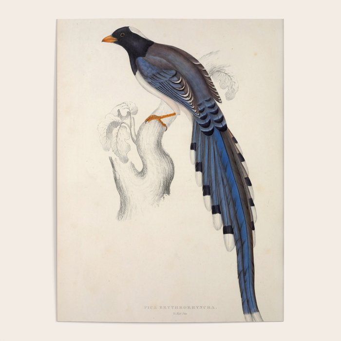Red-billed magpie by Elizabeth Gould from "A Century of Birds from the Himalaya Mountains," 1831 Poster Gallery Image 4
