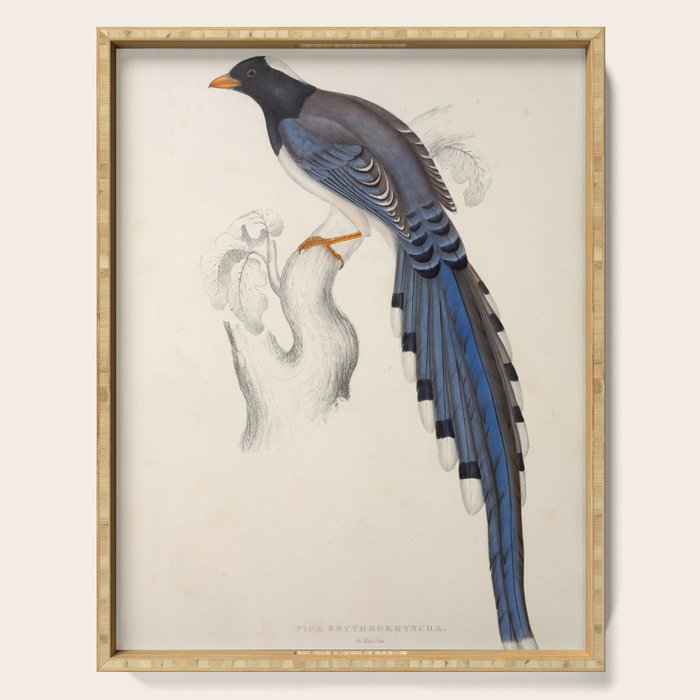 Red-billed magpie by Elizabeth Gould from "A Century of Birds from the Himalaya Mountains," 1831 Serving Tray Gallery Image 1