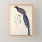 Red-billed magpie by Elizabeth Gould from "A Century of Birds from the Himalaya Mountains," 1831 Mini Art Print Gallery Image 1