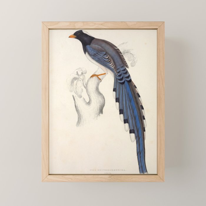 Red-billed magpie by Elizabeth Gould from "A Century of Birds from the Himalaya Mountains," 1831 Mini Art Print Gallery Image 1