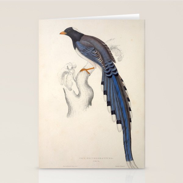 Red-billed magpie by Elizabeth Gould from "A Century of Birds from the Himalaya Mountains," 1831 Stationery Card Gallery Image 2