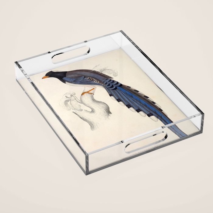 Red-billed magpie by Elizabeth Gould from "A Century of Birds from the Himalaya Mountains," 1831 Acrylic Tray Gallery Image 1