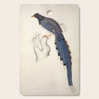 Red-billed magpie by Elizabeth Gould from "A Century of Birds from the Himalaya Mountains," 1831 Cutting Board Gallery Image 1