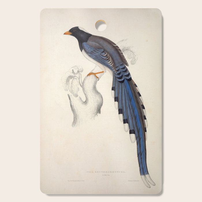 Red-billed magpie by Elizabeth Gould from "A Century of Birds from the Himalaya Mountains," 1831 Cutting Board Gallery Image 1