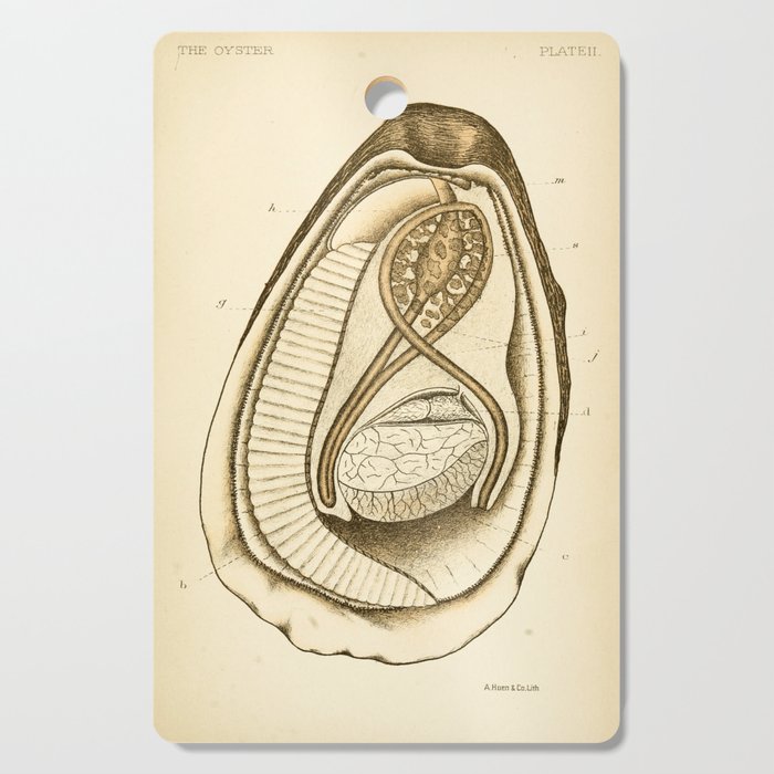 Oyster from "The Oyster: A Popular Summary of a Scientific Study," 1891 (benefitting the Billion Oyster Project) Cutting Board Gallery Image 1