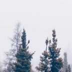 Minimalist Landscape Photo Pine Tree Silhouette Misty Forest Coffee Mug Gallery Image 2