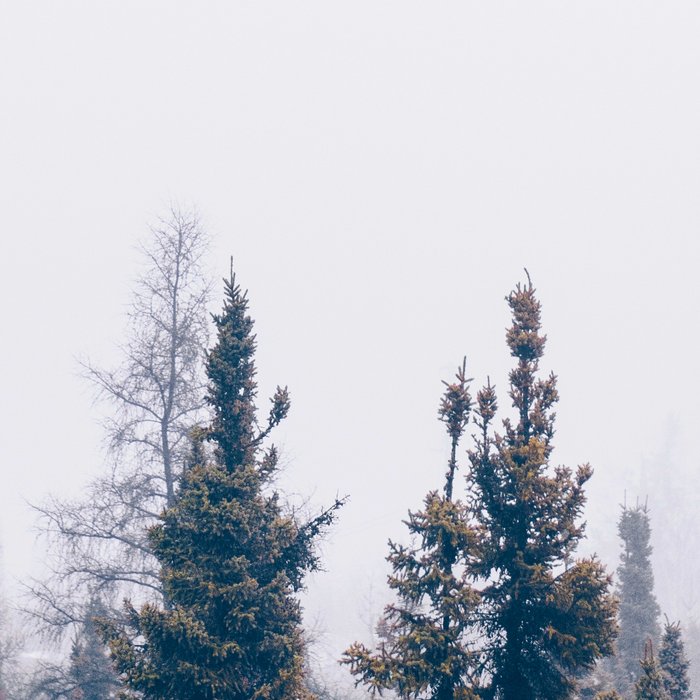 Minimalist Landscape Photo Pine Tree Silhouette Misty Forest Coffee Mug Gallery Image 2