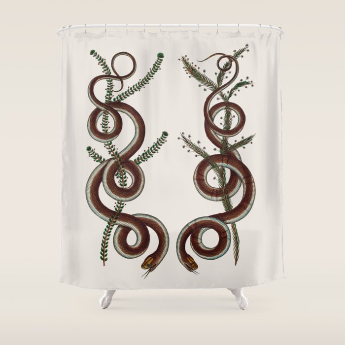 Albertus Seba Snakes  Double Spiral Vines  Shower Curtain Gallery Image 1