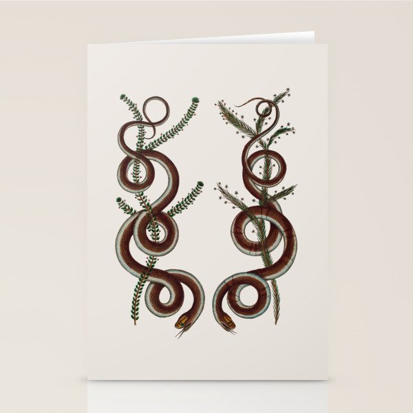 Albertus Seba Snakes  Double Spiral Vines  Stationery Card Gallery Image 1