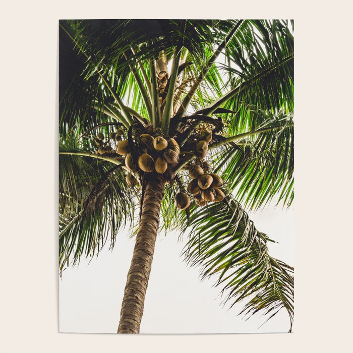 Coconut Bounty Poster Gallery Image 1